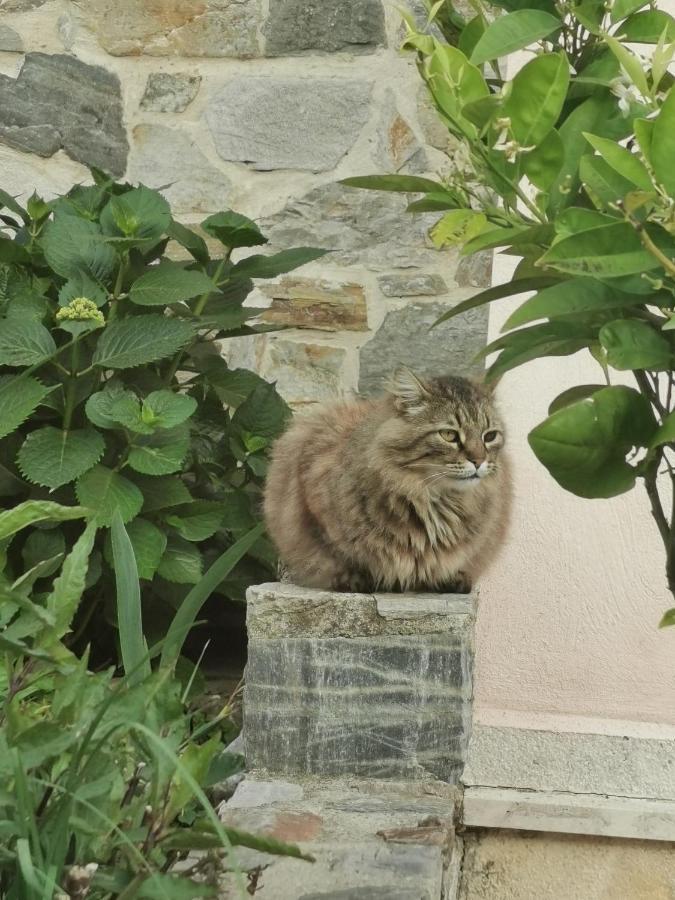 Armonia Petra House Lägenhet Kavala Exteriör bild